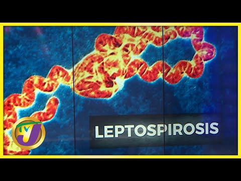 Look out for Leptospirosis | TVJ News - Feb 16 2022