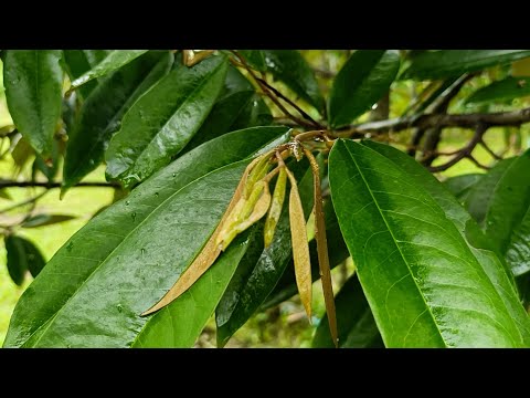 ฝนซาเดินสำรวจทุเรียนพบแมลงรบ