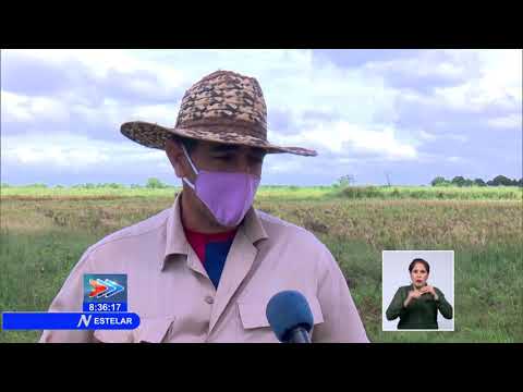 Campesinos de Cuba intentan recuperar cosechas tras lluvias de ETA