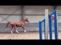 Show jumping horse Aansprekende en getalenteerde ruin