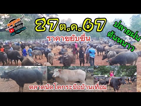 27ต.ค.67ราคาควายวันนี้ตลาดนั