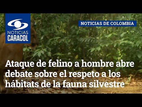 Ataque de felino a hombre abre debate sobre el respeto a los hábitats de la fauna silvestre