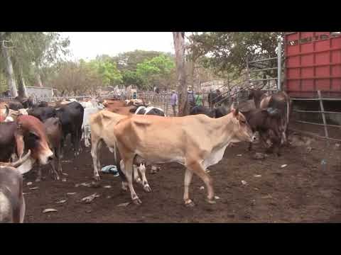 Incremento de precios del ganado