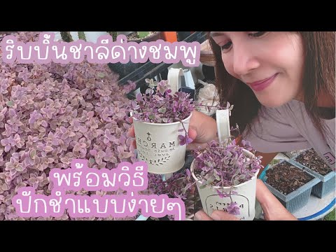 ขยายพันธุ์ริบบินชาลีด่างชมพูแ