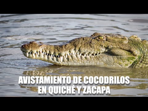 Avistamiento de cocodrilos en Quiché y Zacapa