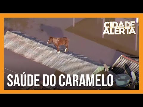 Saiba como está a saúde do cavalo Caramelo após resgate emocionante no Rio Grande do Sul