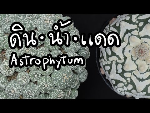 วิธีดูแล-Astrophytum-ให้สวย-สู วิธีดูแล-Astrophytum-ให้สวย-สู