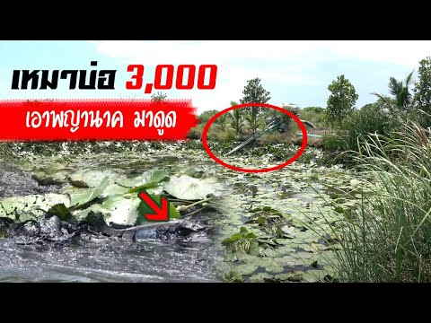 วัดดวง-เหมาบ่อดูดน้ำ-จับปลา-30 วัดดวง-เหมาบ่อดูดน้ำ-จับปลา-30