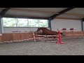 حصان القفز Springpaard met veel vermogen!!