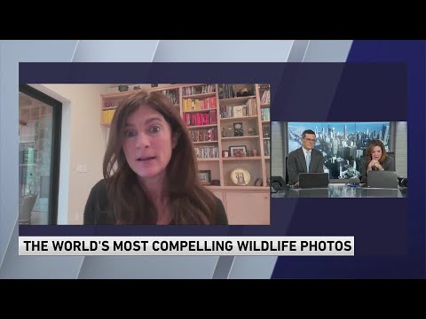 Author, photographer Ami Vitale on world's most compelling wildlife photos