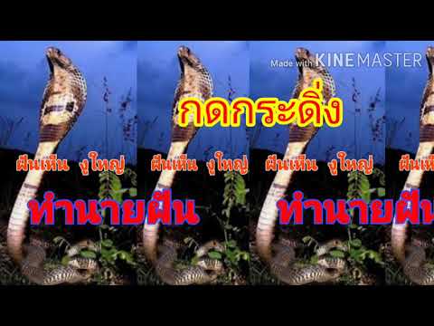 ทำนายฝันฝันเห็นงู ทำนายฝันฝันเห็นงู