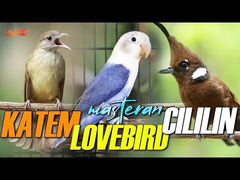 MASTERAN CILILIN - KAPAS TEMBAK - LOVEBIRD | AUDIO JERNIH DAN BERJEDA