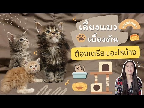 เลี้ยงแมวเบื้องต้น🐱ต้องมีอะไร