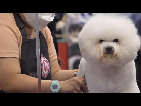 All the latest food, fashion, gadgets and grooming tips on show at Hong Kong Pet Show