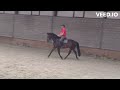 Dressage horse TORNADO VAN T GESTELHOF