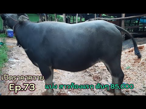 เผิดราคาควาย-Ep.73-แบ่งสาวท้อง เผิดราคาควาย-Ep.73-แบ่งสาวท้อง