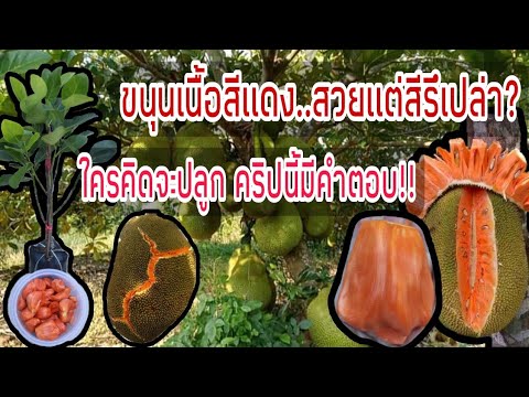 ขนุนแดงสุริยา🌳ใครกำลังคิดจะปล