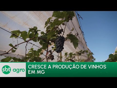 SBT Agro 01/07/24: Cultivo de uvas para vinhos finos cresce em Minas Gerais