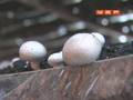 Грибоводствo: На украинском рынке появятся "целебные" грибы