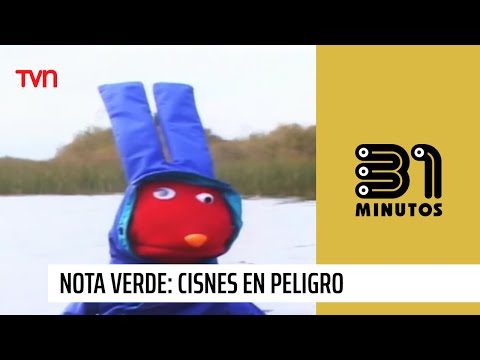 Nota verde: cisnes en peligro en el río Cruces | 31 Minutos