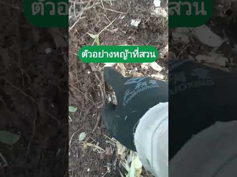 แก้ปัญหาหญ้าไม่แตกกอshortvid