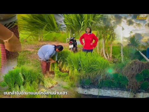 ขนกล้าไปดำนาแบบวิถีชีวิตดั่งเด ขนกล้าไปดำนาแบบวิถีชีวิตดั่งเด