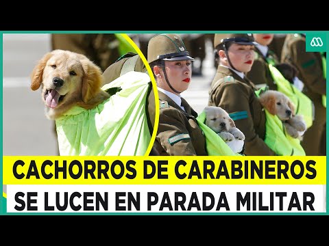 ¡Las estrellas de la Parada Militar!: Cachorros de Carabineros se llevan todas las miradas