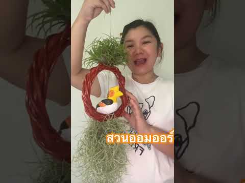 ของแต่งบ้านเคราฤาษีmusicdee