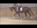 Dressage horse Talentvolle 3 jarige ruin van Le Formidable x De Niro