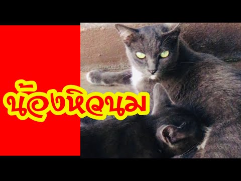 น้องหิวนม น้องหิวนม