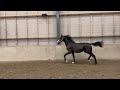 حصان الفروسية Fantastische jaarlingmerrie van Bloomberg
