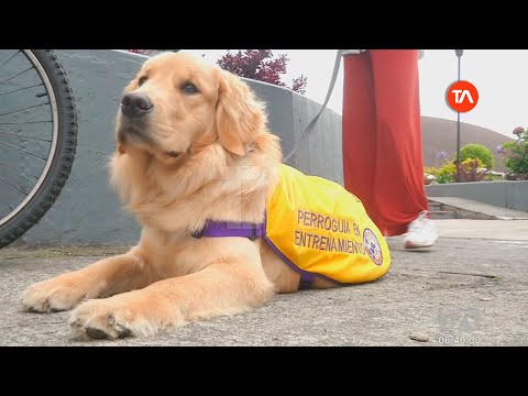 Ecuador cuenta con escuela de perros guías para personas no videntes