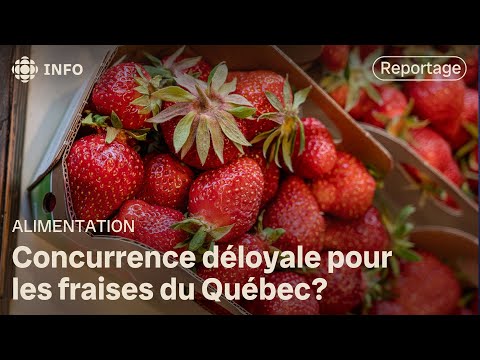 Fraises du Québec : des fraises importées vendues moins cher