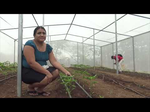 Productoras de hortalizas en Ciudad Delgado