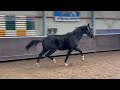 Dressage horse Chique merrie met sterk achterbeen