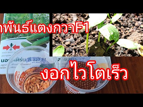 Sirirat Organic Garden 🌱 วิธีเพาะต้นกล้าแตงกวางอกไวต้นกล้าเกษตรอินทรีย์ปุ๋ยอินทรีย์