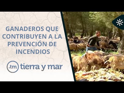 Tierra y mar | Los pastores reivindican el valor de sus rebaños como arma para prevenir incendios