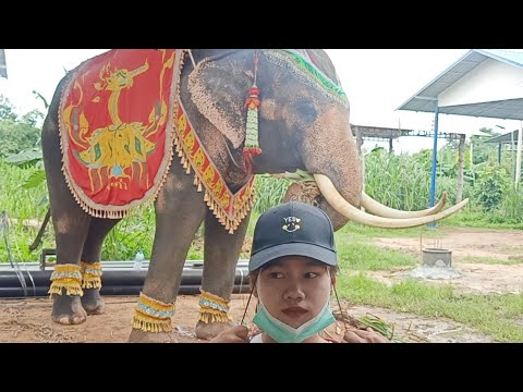 กะปอมจะออกงานอะไร กะปอมจะออกงานอะไร