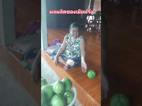 ส้มโอผลผลิตของเมียฝรั่งที่ปลูก