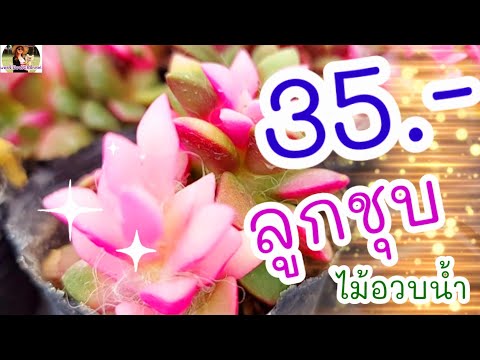 ลูกชุบ-ไม้อวบน้ำ-สีชมพูสวยหวาน ลูกชุบ-ไม้อวบน้ำ-สีชมพูสวยหวาน