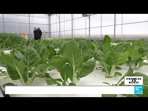 ‘La Granja Integral’, el innovador sistema de agricultura basado en la acuaponía