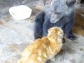 Медведь сражается с котом. Кто сильнее? (bear vs. cat)