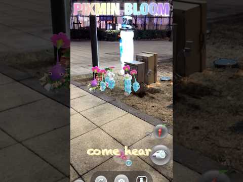 久しぶりにピクミンとおさんぽ🩵 #散歩 #pikmin #pikminbloom #ピクミン #ピクミンブルーム