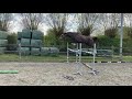 حصان القفز 2,5j springpaard