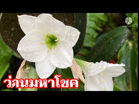 ว่านมหาโชค|ว่านมหาลาภ|ไม้มงคล|