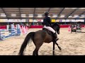 Show jumping horse Voorzichtig springpaard te koop ( Baltic VDL x Veron )