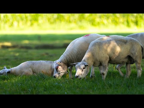 «On n'aime pas voir nos animaux comme ça» : dans le Nord, les éleveurs inquiets de la fièvre cata…