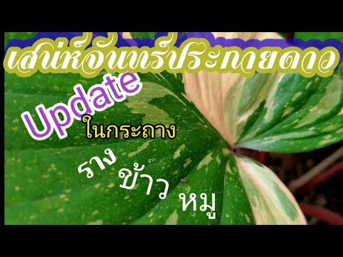 Update:เสน่ห์จันทร์ประกายดาวใน