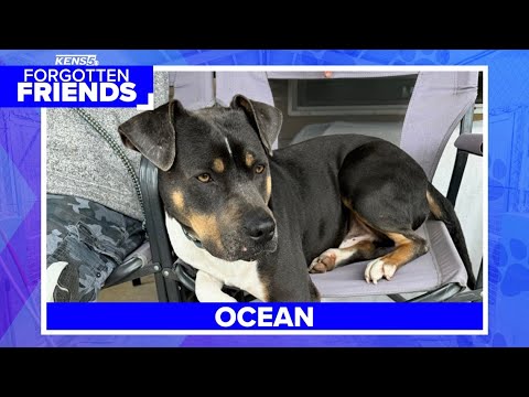 Ocean is a happy, loving and loyal dog that aims to please | Forgotten Friends