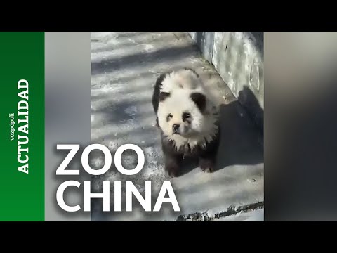 El surrealista engaño de un zoo de china con las crías de oso panda